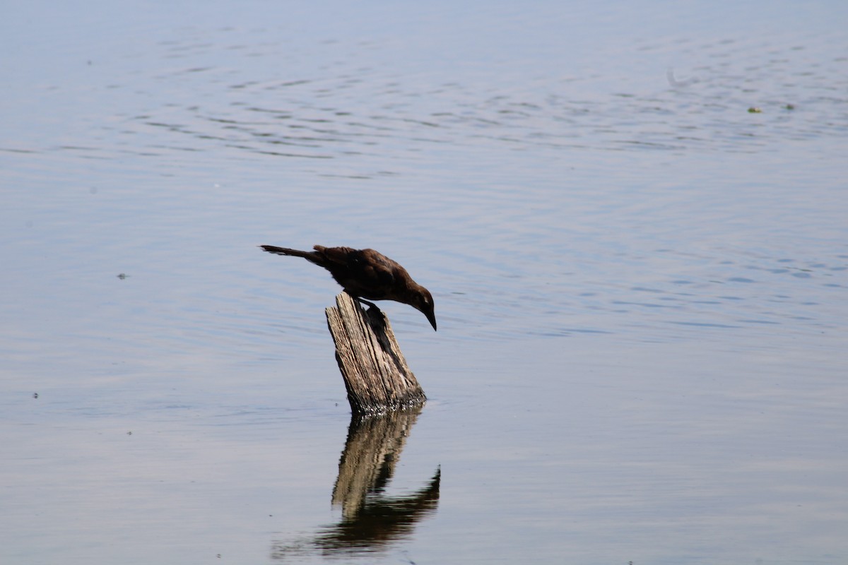 Boat-tailed Grackle - ML473485631