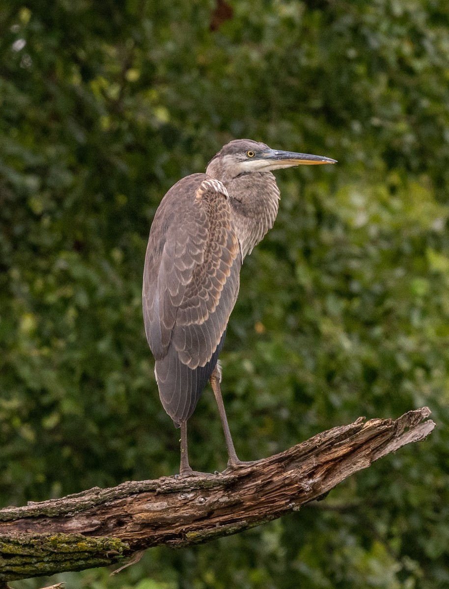 Great Blue Heron - ML473485791