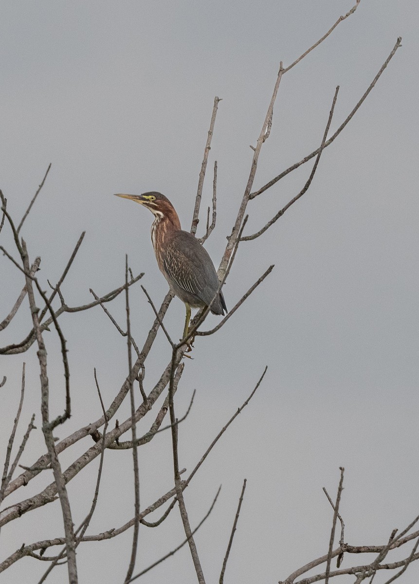 Green Heron - ML473485911