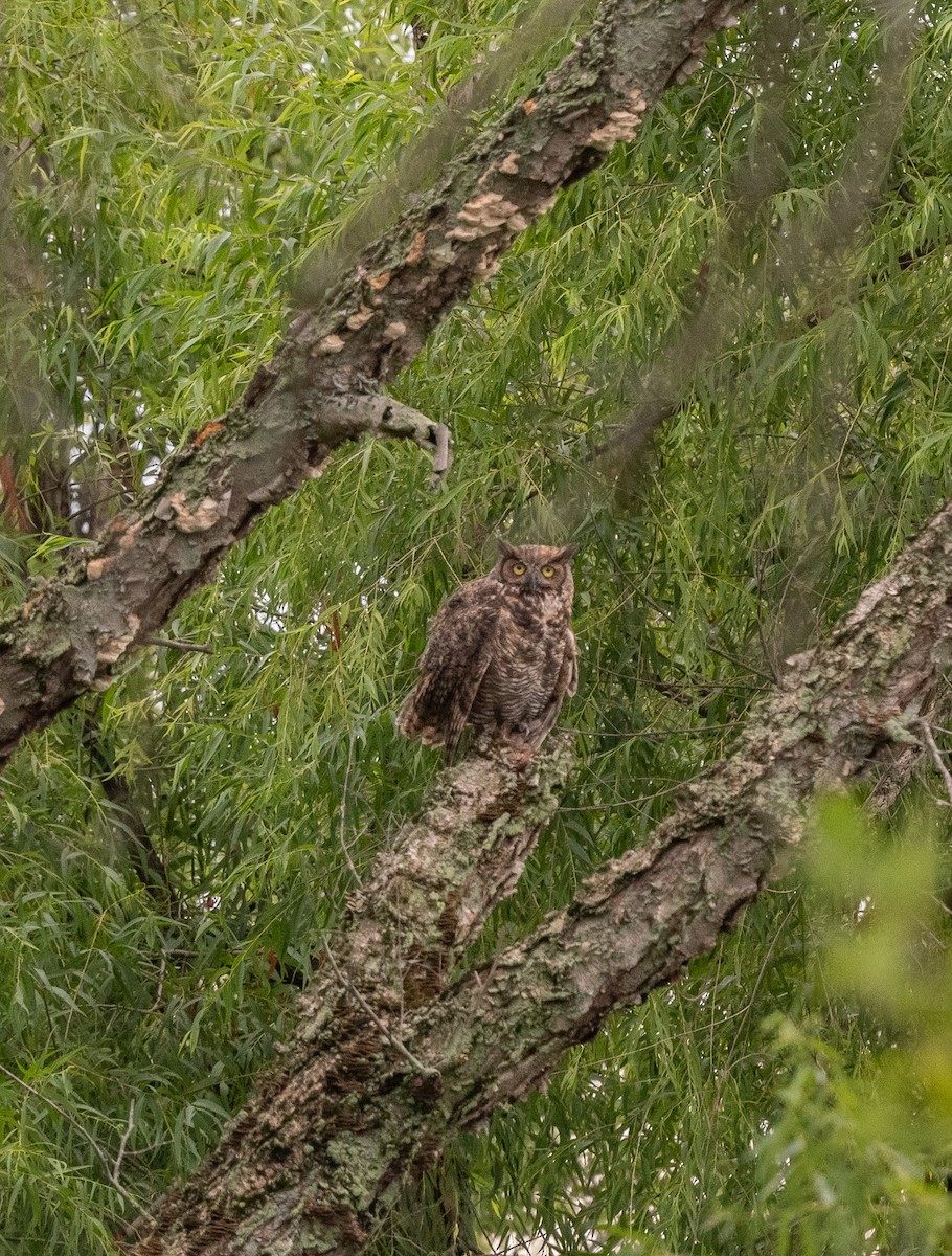 Great Horned Owl - ML473485981