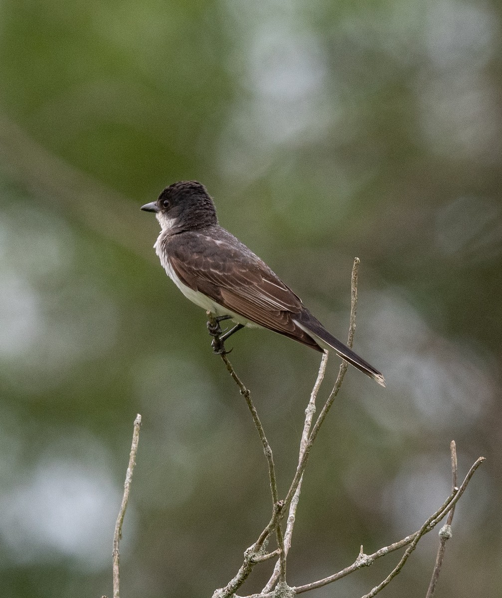 Eastern Kingbird - ML473486061