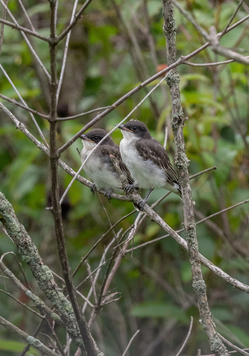 Eastern Kingbird - ML473486111