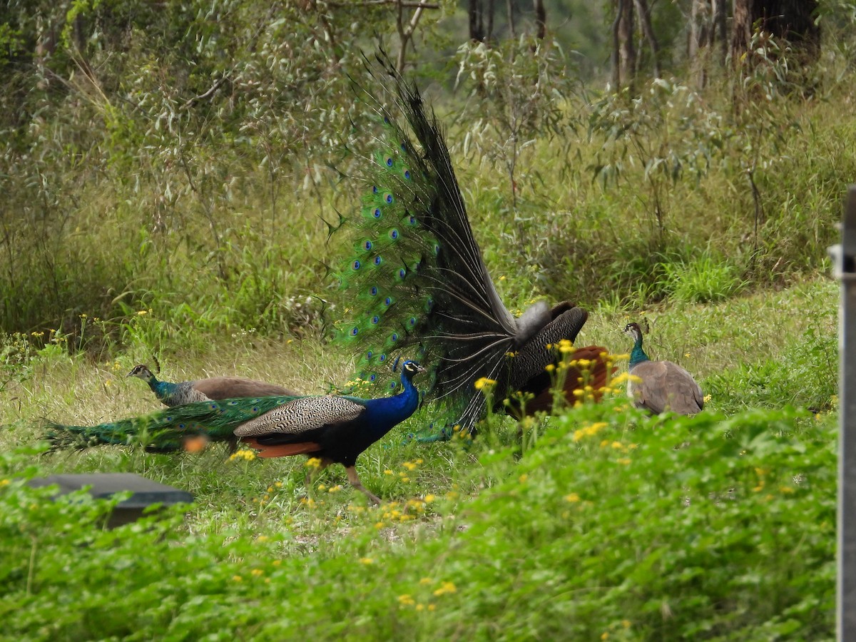 Indian Peafowl (Domestic type) - ML473487231