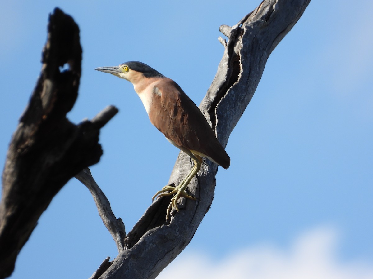 Nankeen Night Heron - Cherri and Peter Gordon