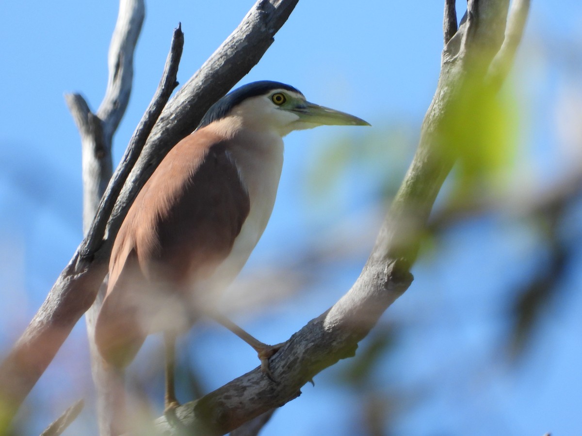 Nankeen Night Heron - ML473487311