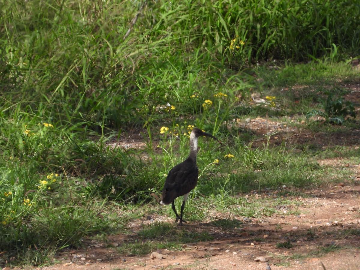 Straw-necked Ibis - Cherri and Peter Gordon