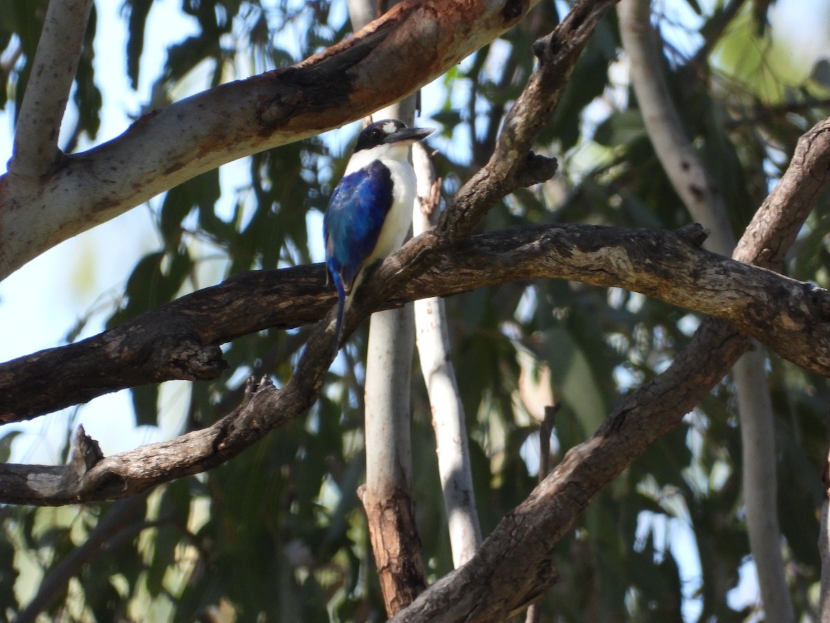 Forest Kingfisher - Cherri and Peter Gordon