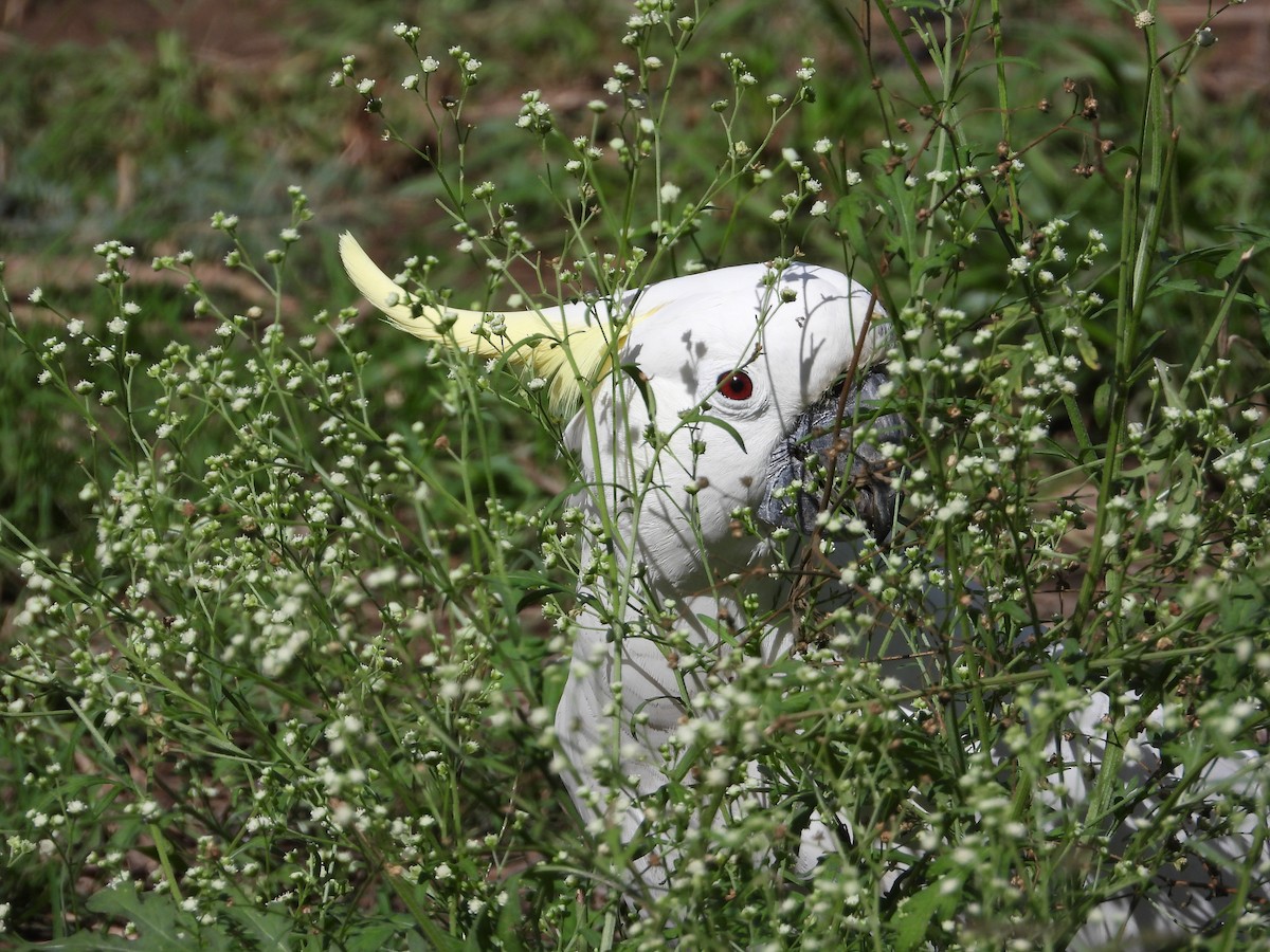 Sulphur-crested Cockatoo - ML473487651