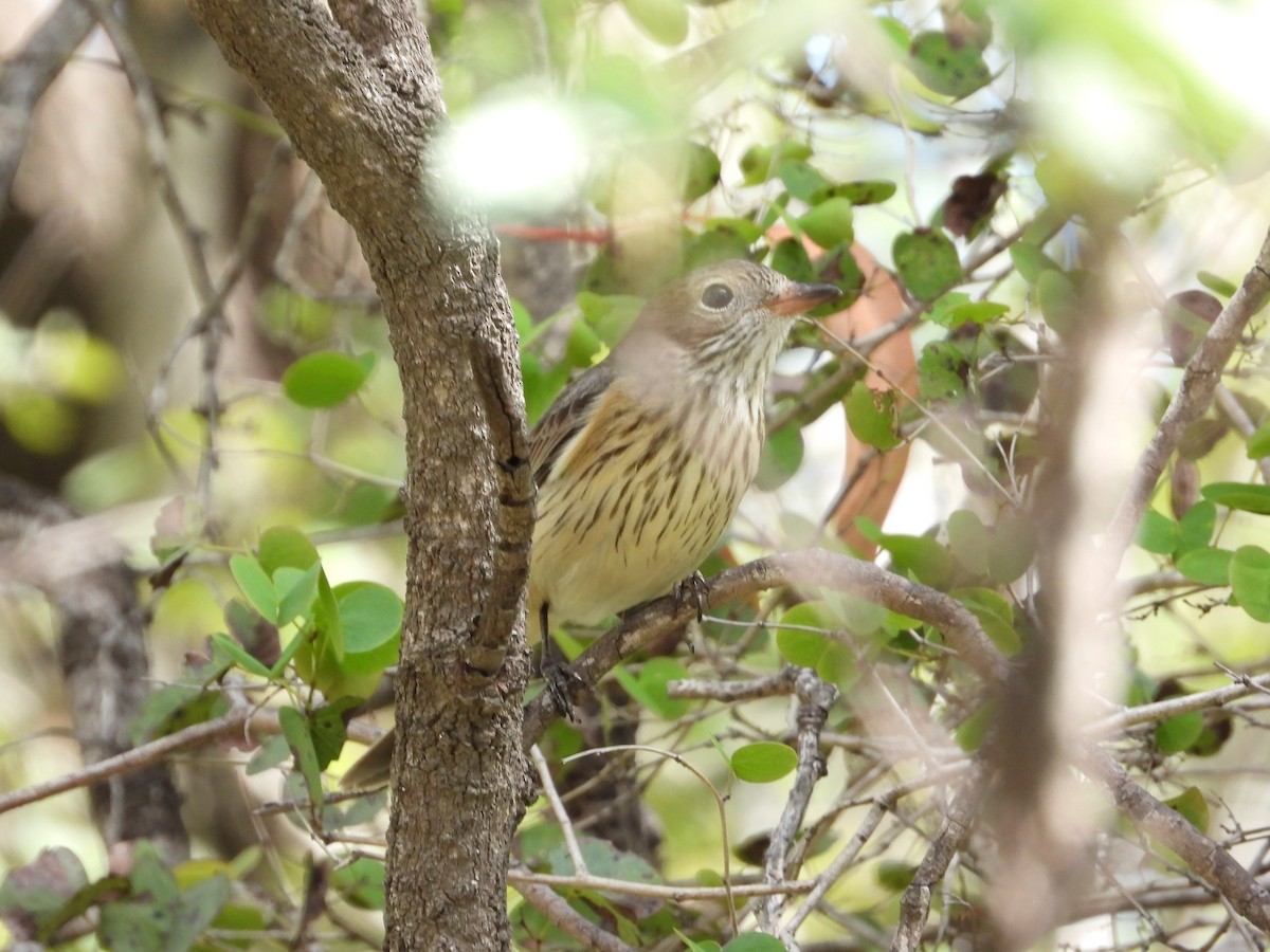 アカハラモズヒタキ - ML473487701