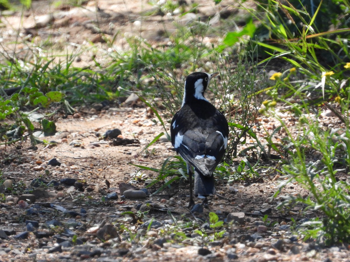 Magpie-lark - Cherri and Peter Gordon