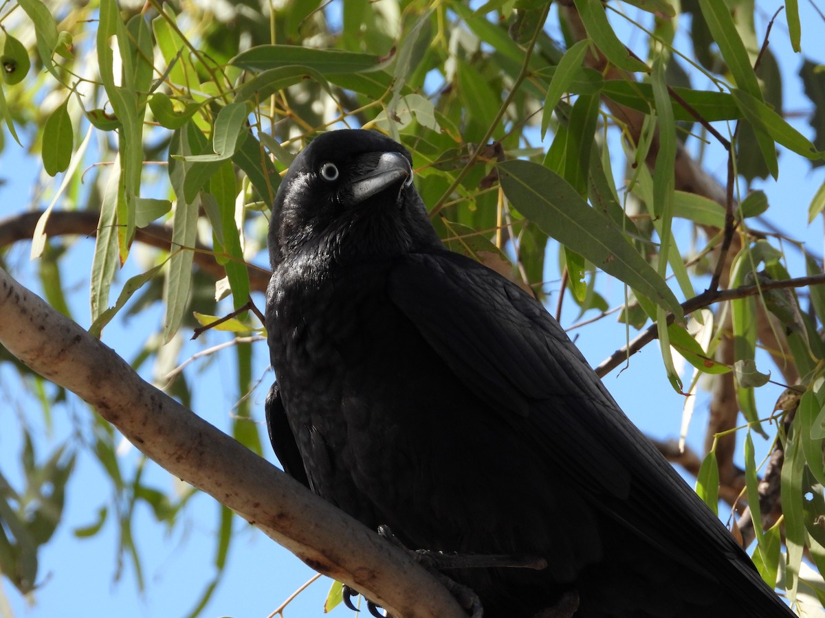 Torresian Crow - ML473487811