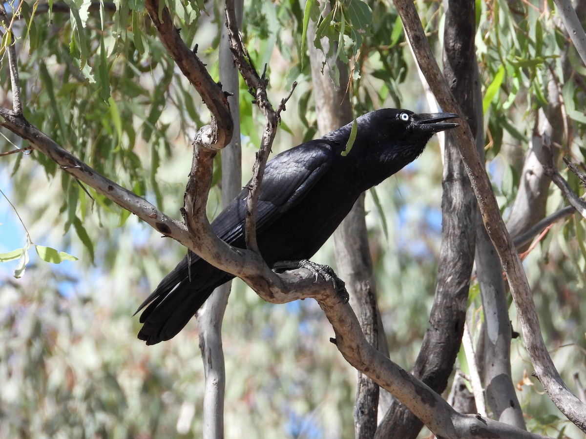 Torresian Crow - Cherri and Peter Gordon