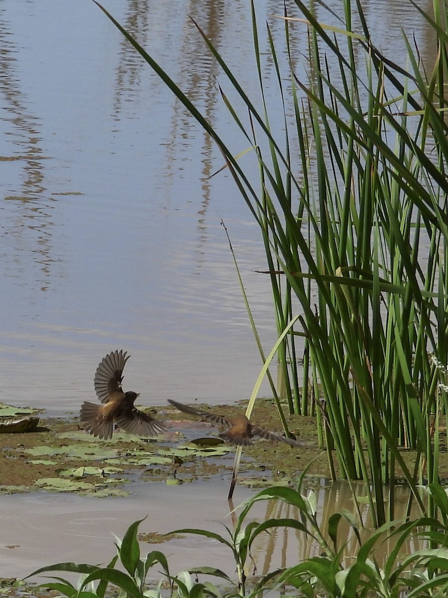 Australian Reed Warbler - Cherri and Peter Gordon