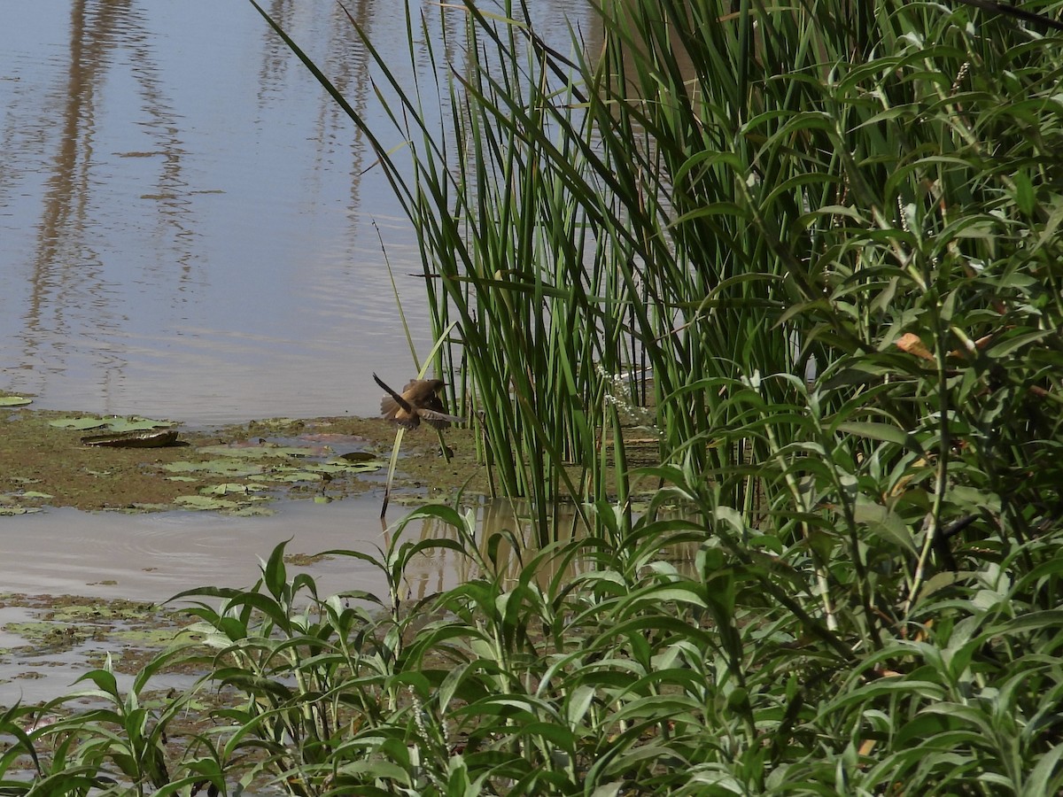 Australian Reed Warbler - ML473487891