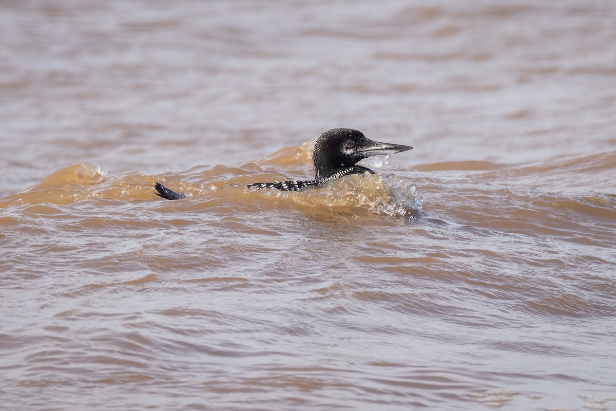 Common Loon - ML473488791