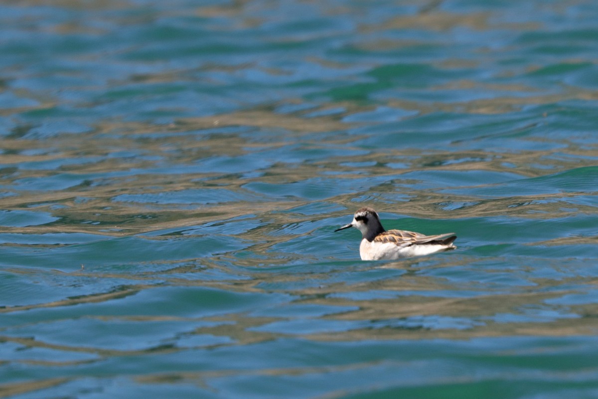 Red-necked Phalarope - Ian Adams