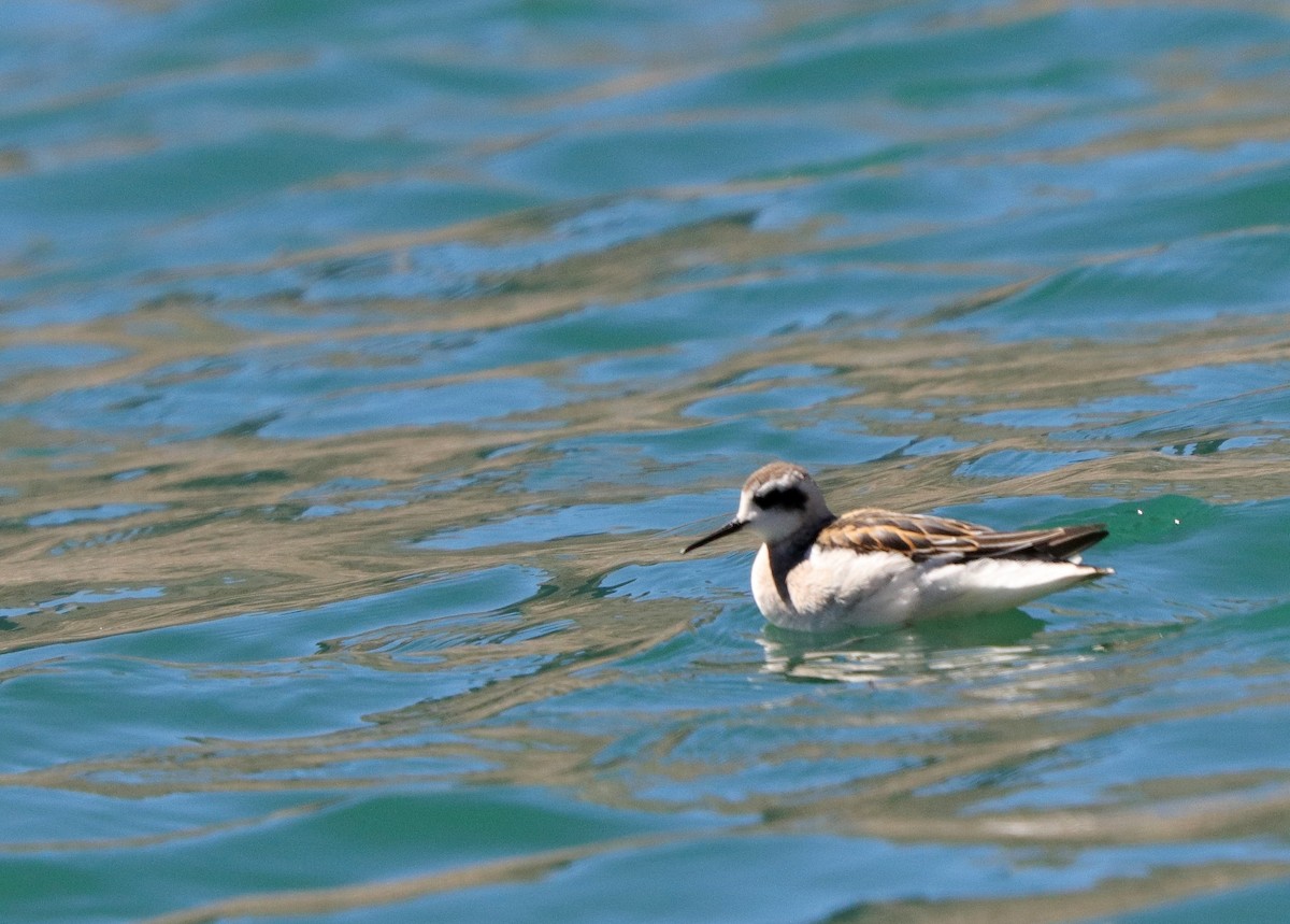 Red-necked Phalarope - Ian Adams