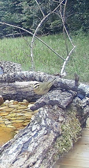 Worm-eating Warbler - ML473489981