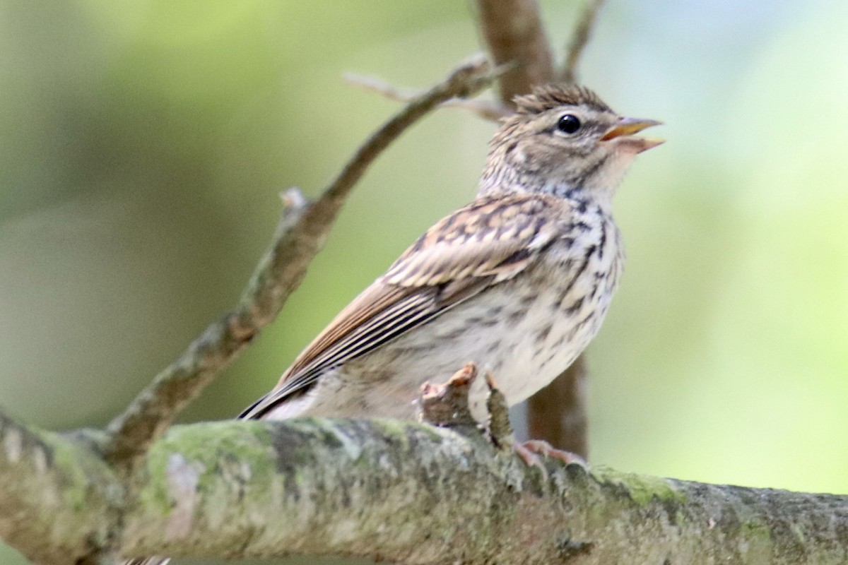 Chipping Sparrow - ML473490431