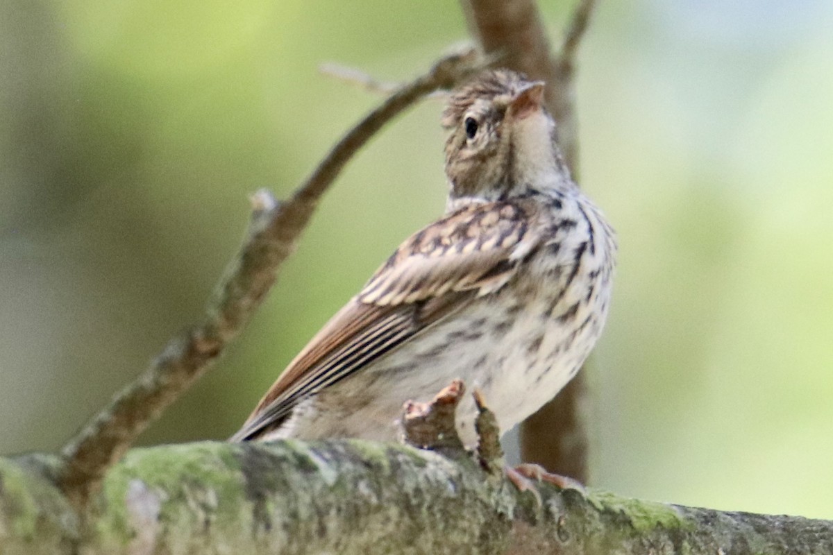 Chipping Sparrow - ML473490441