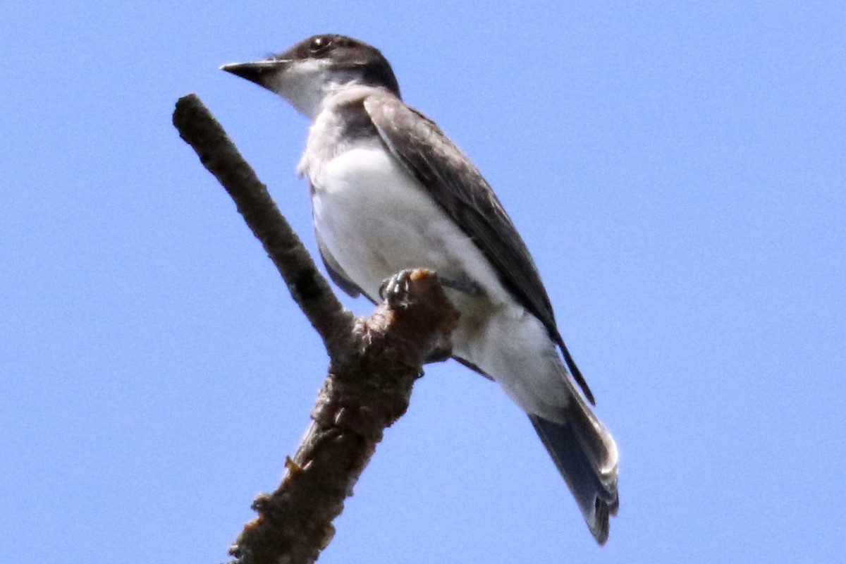 Eastern Kingbird - ML473490501