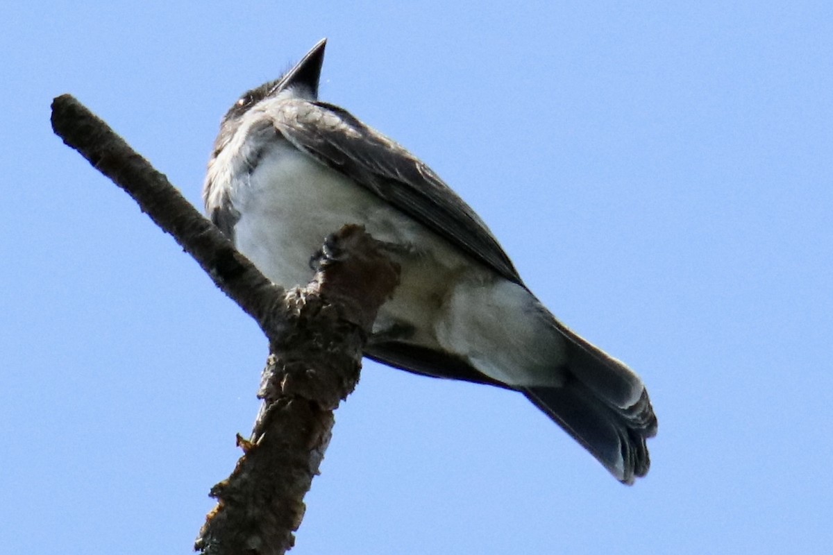 Eastern Kingbird - ML473490511