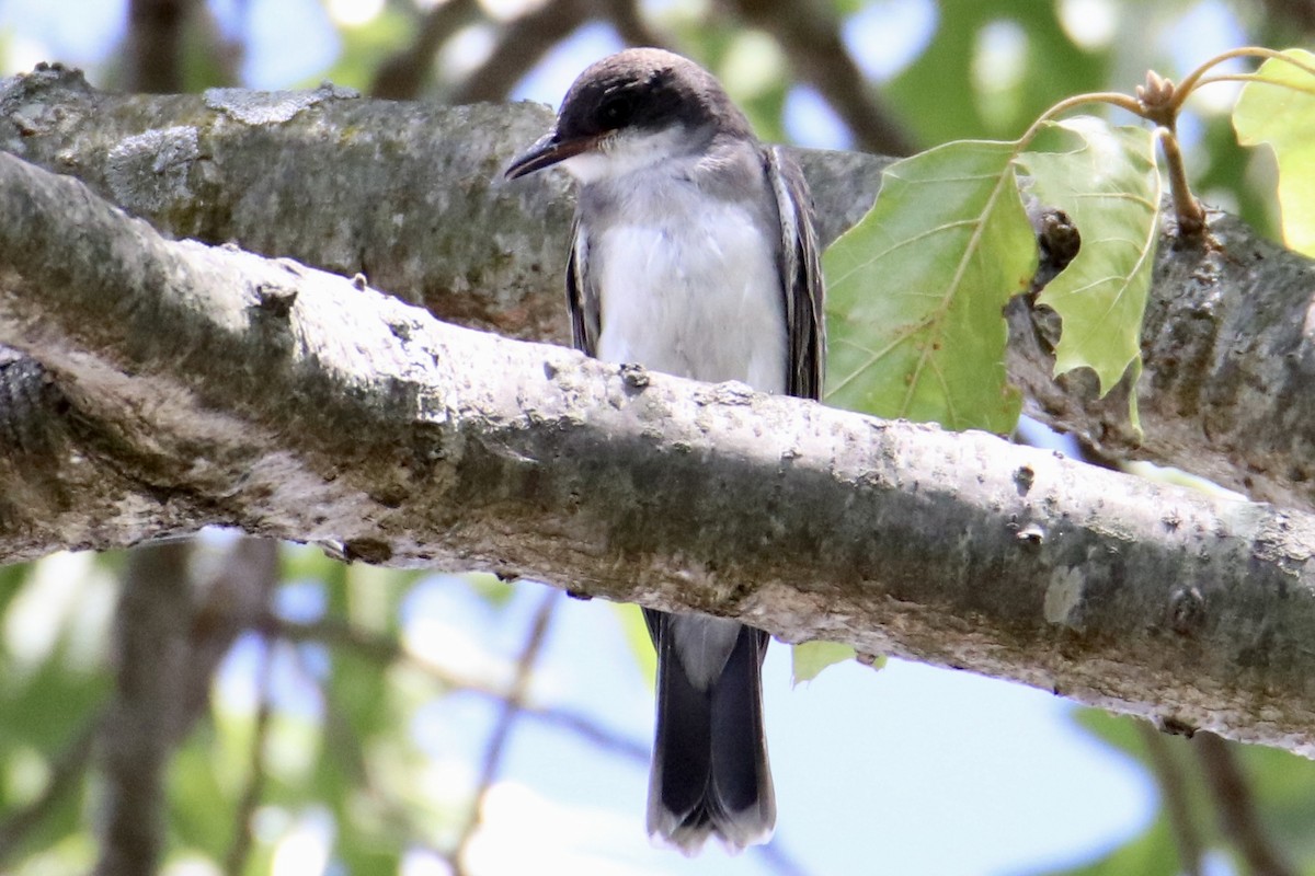 Eastern Kingbird - ML473490521