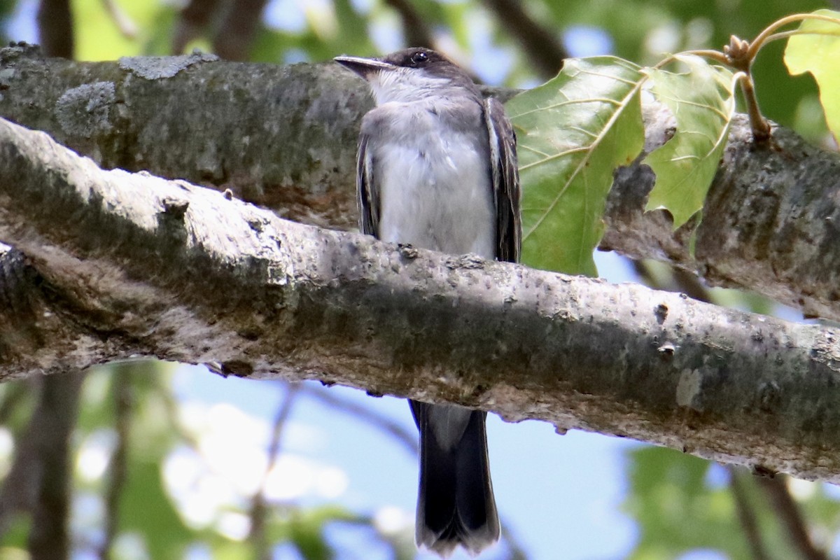 Eastern Kingbird - ML473490541