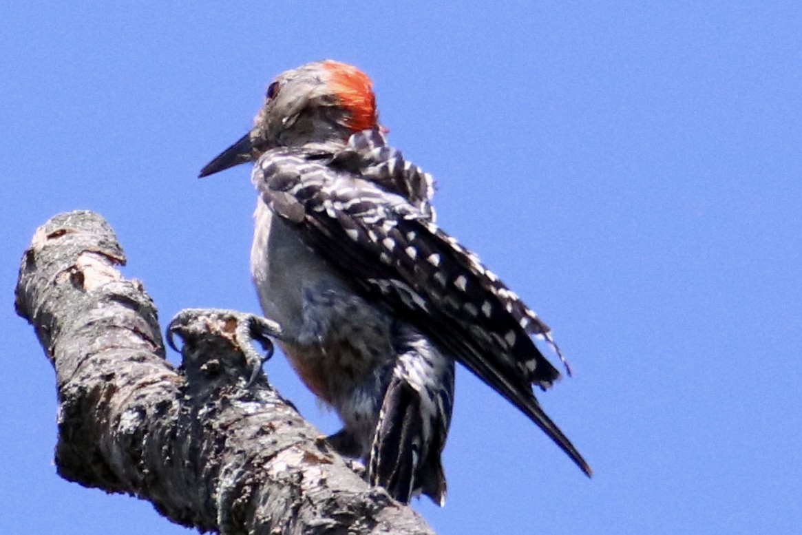 Red-bellied Woodpecker - ML473490661