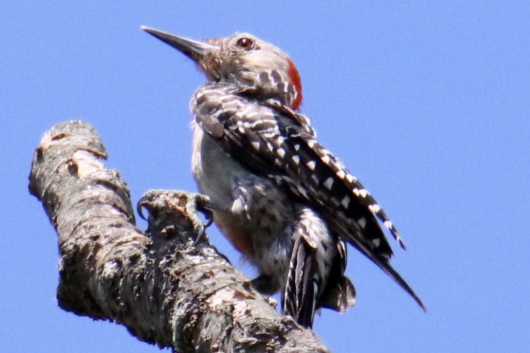 Red-bellied Woodpecker - ML473490671