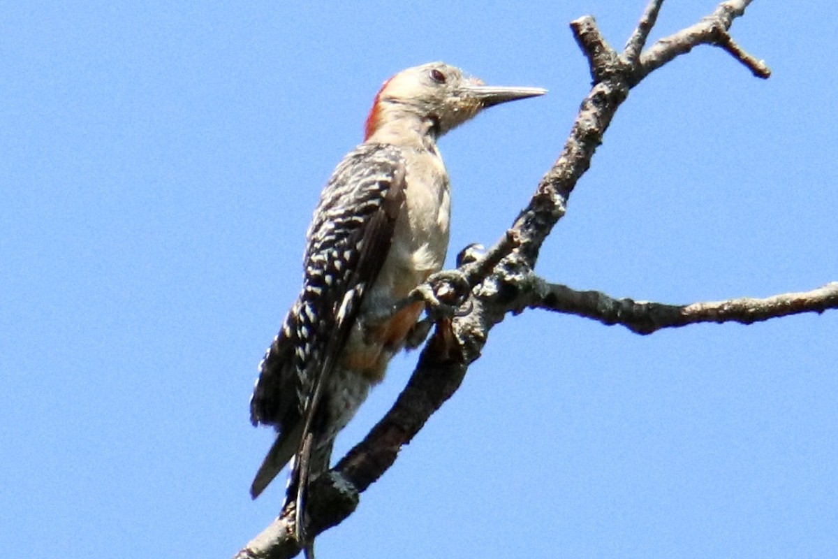 Red-bellied Woodpecker - Sam Larkin