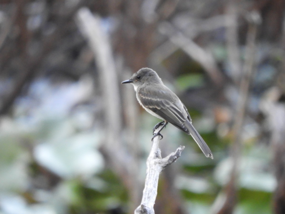 Eastern Phoebe - ML473492491