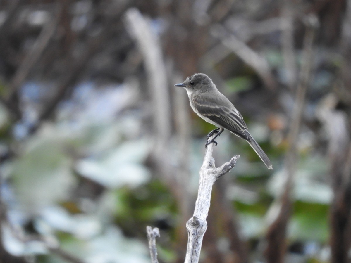 Eastern Phoebe - Laura Markley