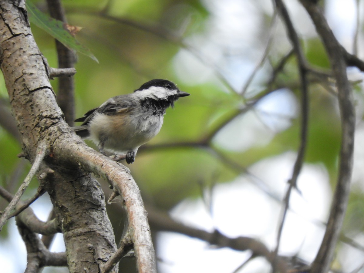 Black-capped Chickadee - ML473492871