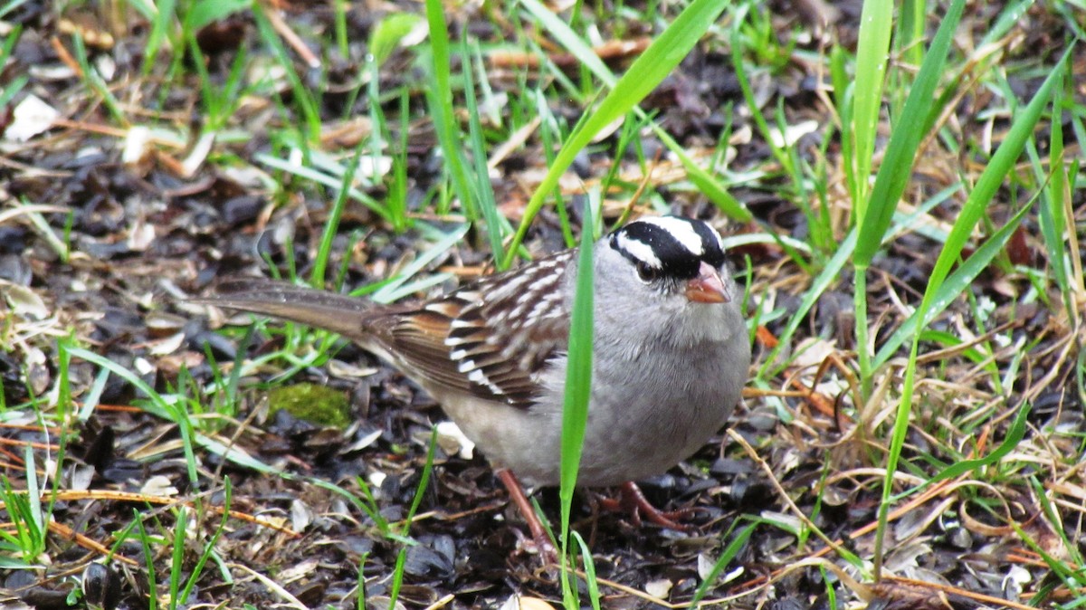White-crowned Sparrow - Michel Turcot