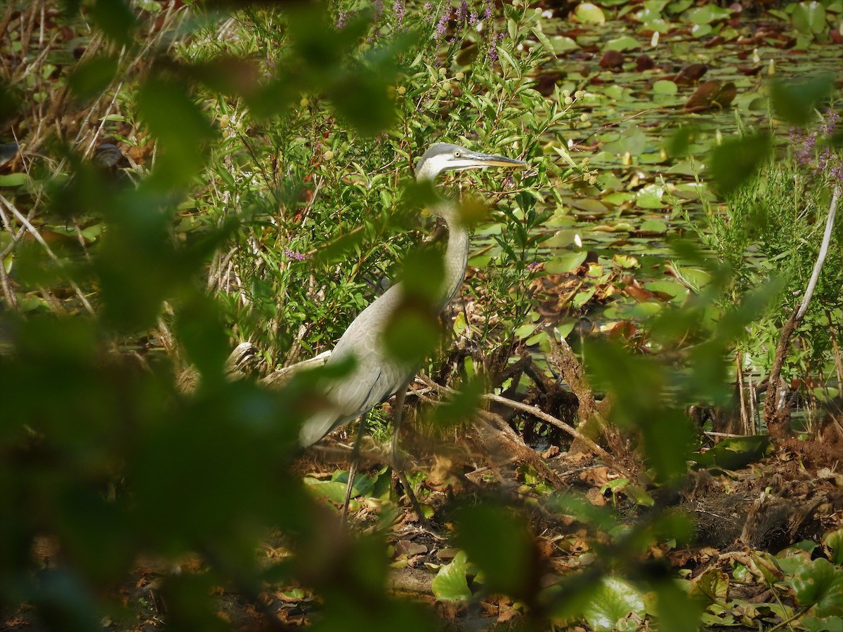 Great Blue Heron - Laura Markley