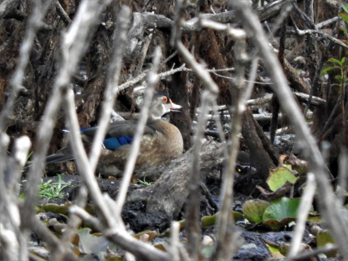 Wood Duck - ML473493381