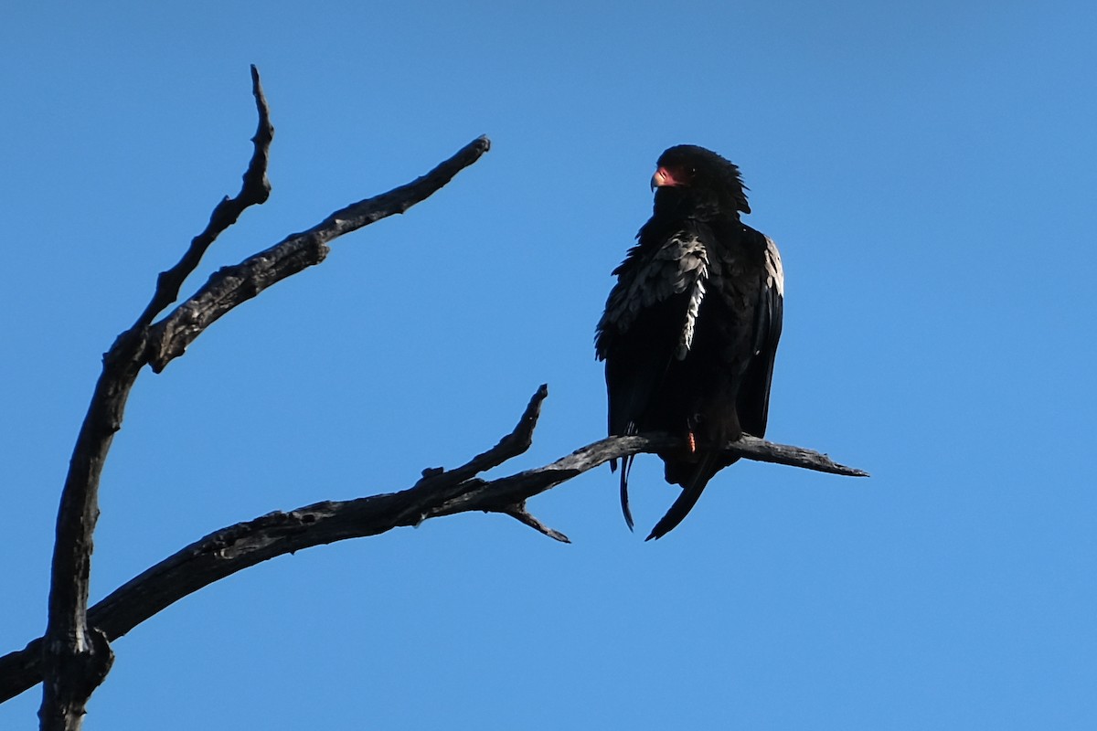 Bateleur - ML473493591