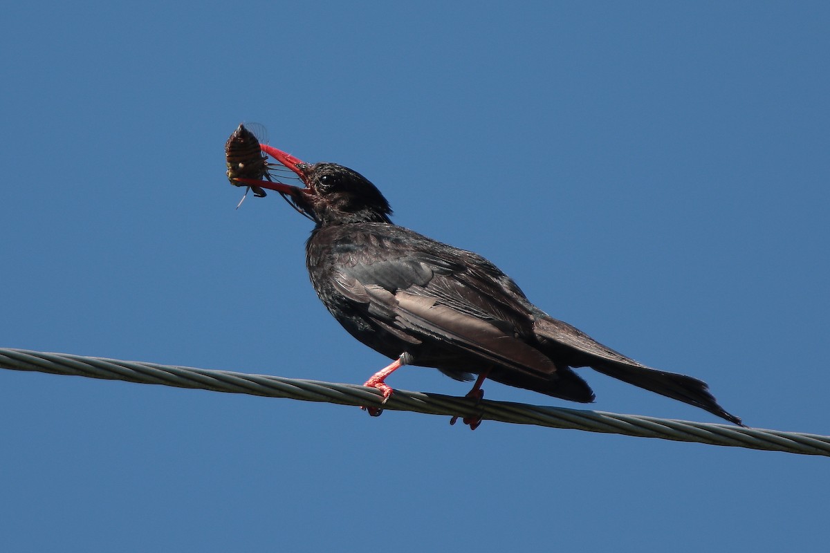 Bulbul Negro - ML473493741