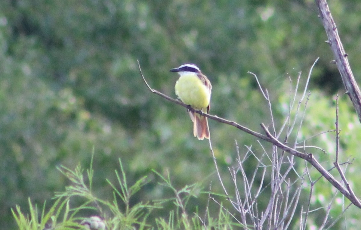 Great Kiskadee - ML473494051