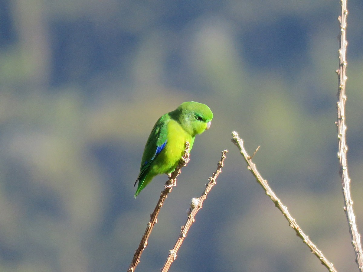 Cobalt-rumped Parrotlet - ML473494211