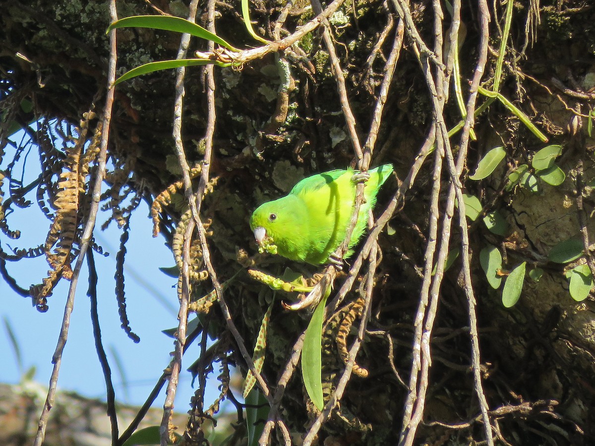 Cobalt-rumped Parrotlet - ML473494261