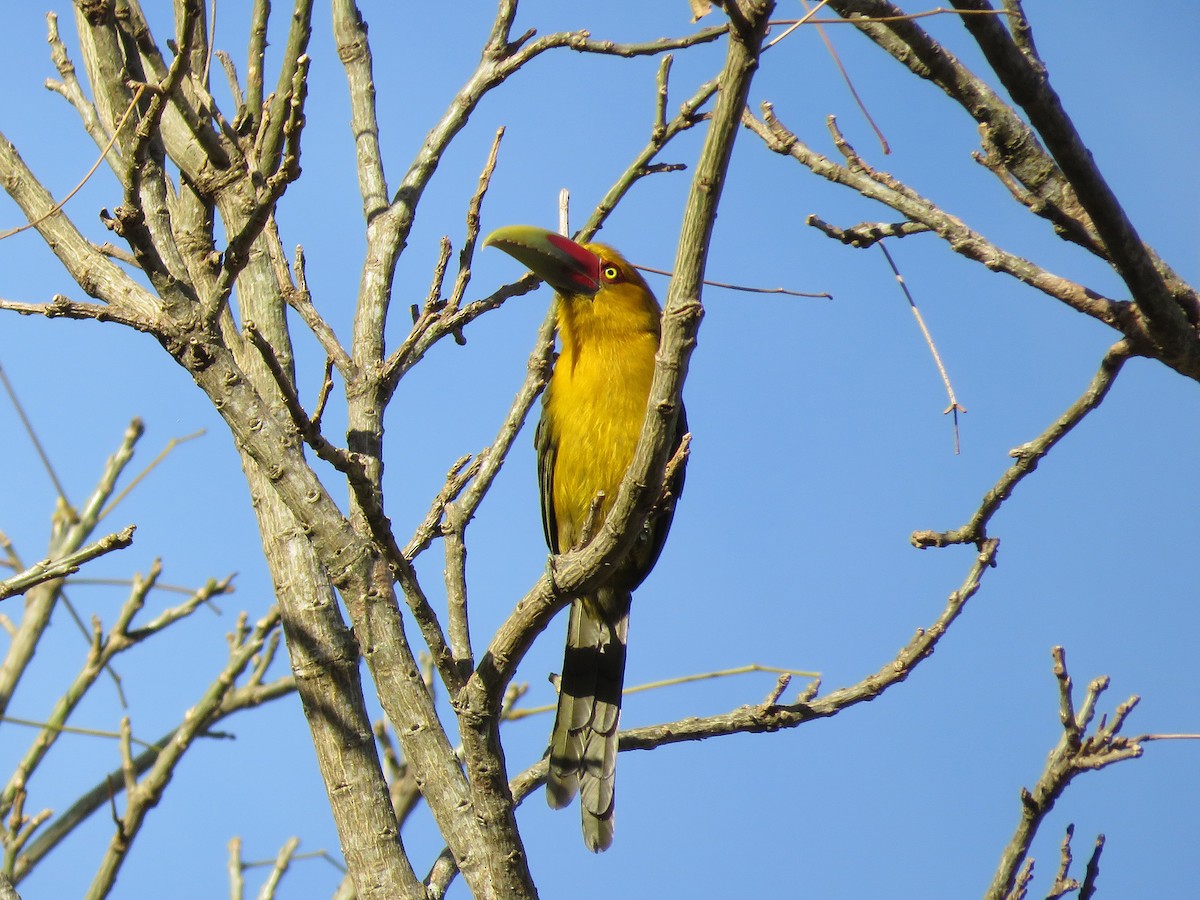 Saffron Toucanet - ML473494441