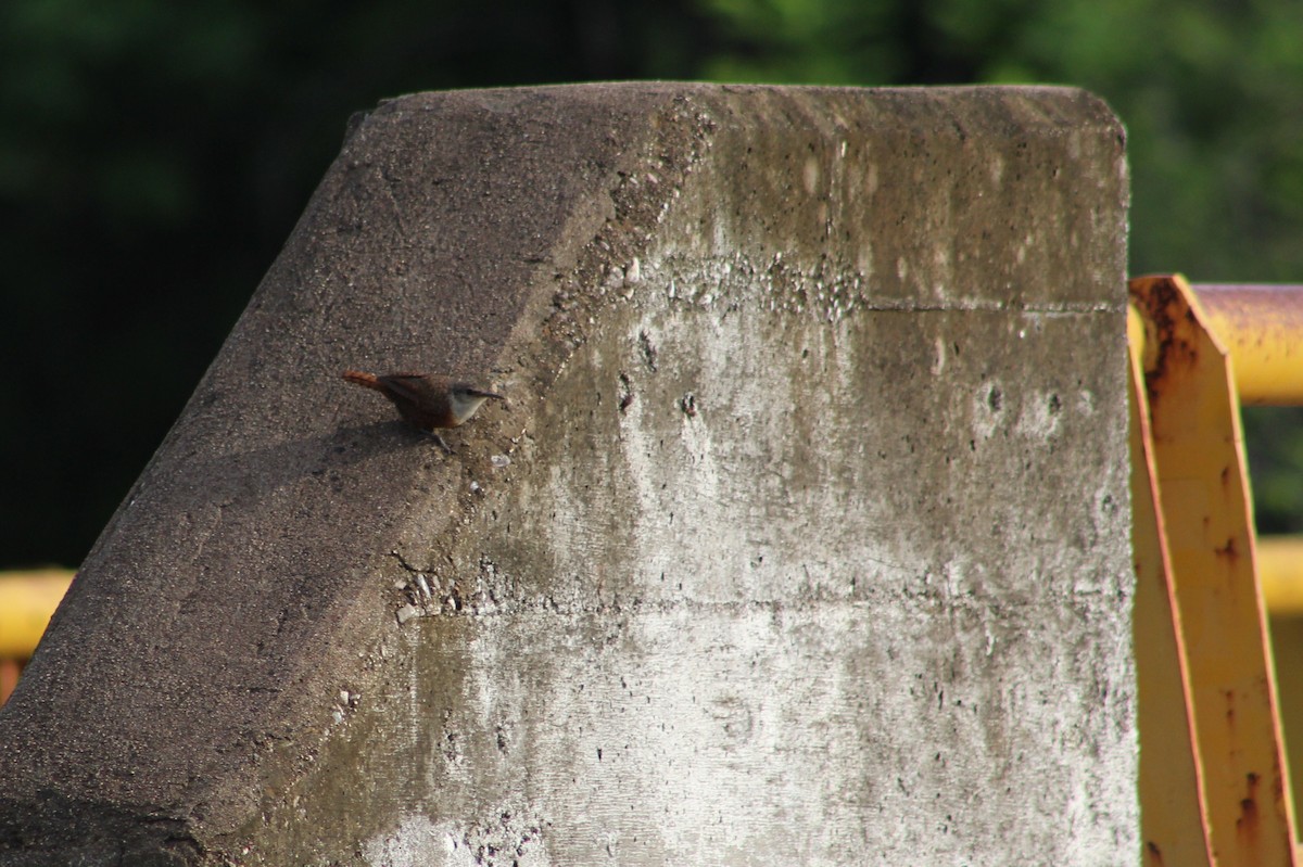 Canyon Wren - Tommy DeBardeleben