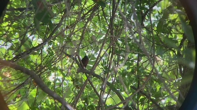 Silver-beaked Tanager - ML473496211