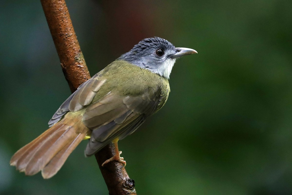 Yellow-bellied Bulbul - ML473497261