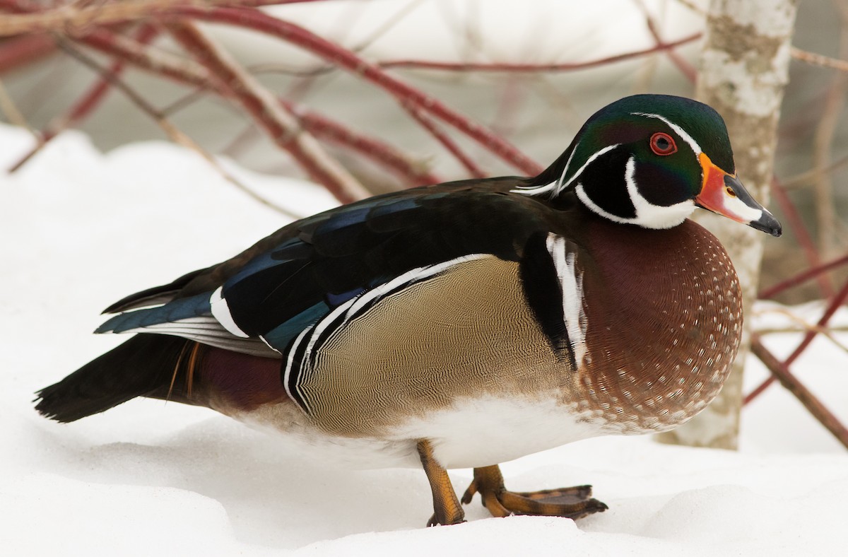 Wood Duck - ML47349781