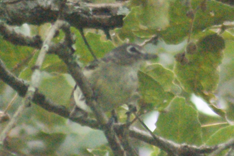 Kurşuni Vireo (notius/montanus) - ML473497891