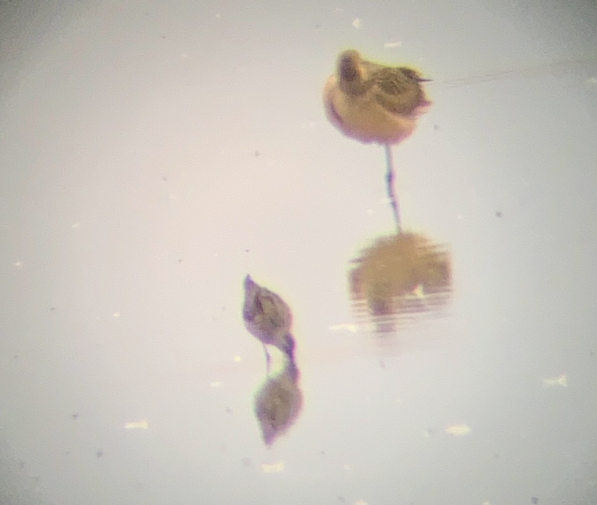 Stilt Sandpiper - ML473497901