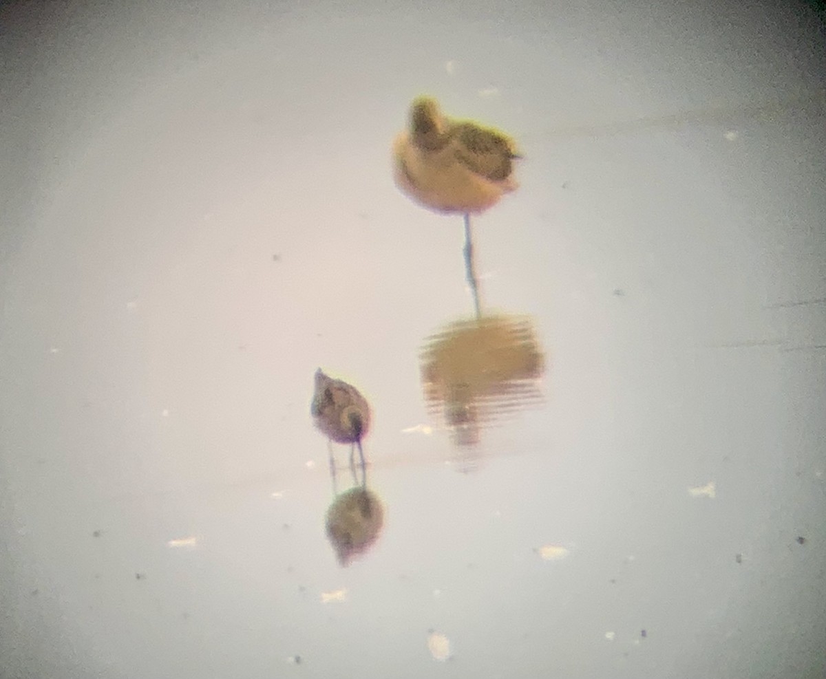 Stilt Sandpiper - ML473497931